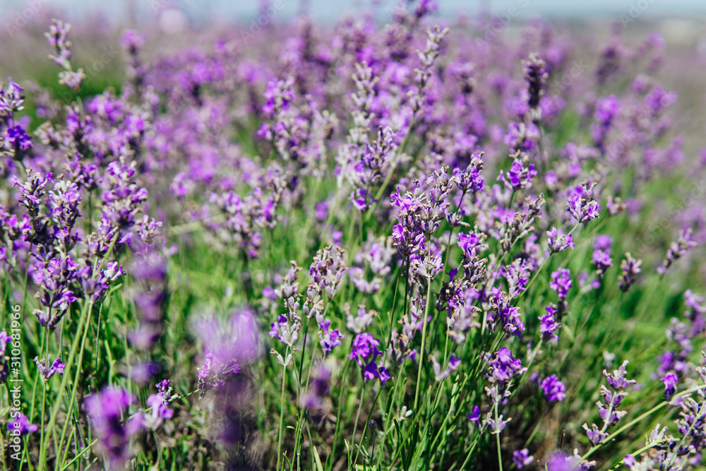 Naklejka premium wild lavender purple flowers in field z