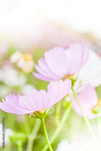 Soft blur of cosmos flowers © somkak