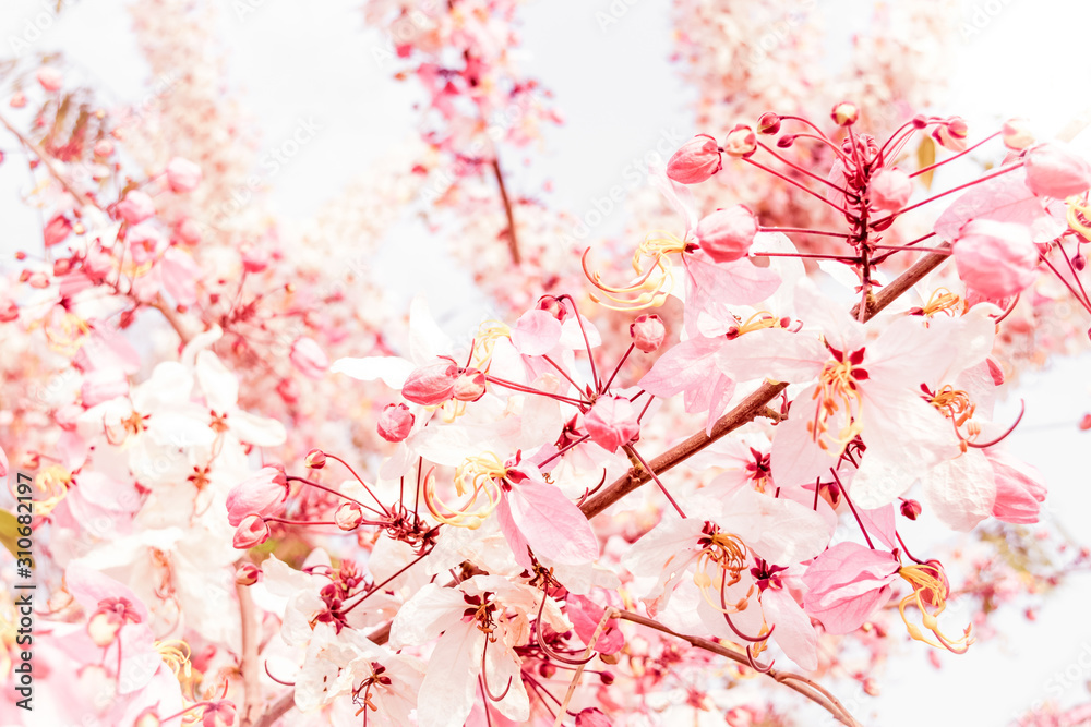 soft blur of pink flowers