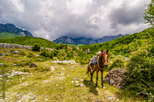 Horse with harness and saddlery in albanian mountains Theth photo