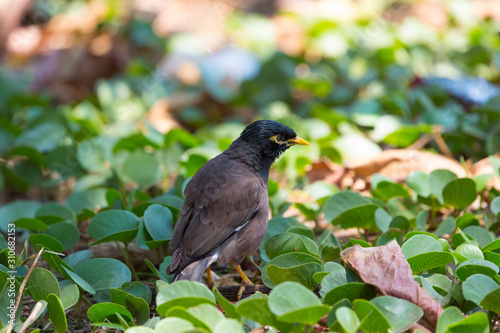 Afghan Starling-Myna in the wild photo