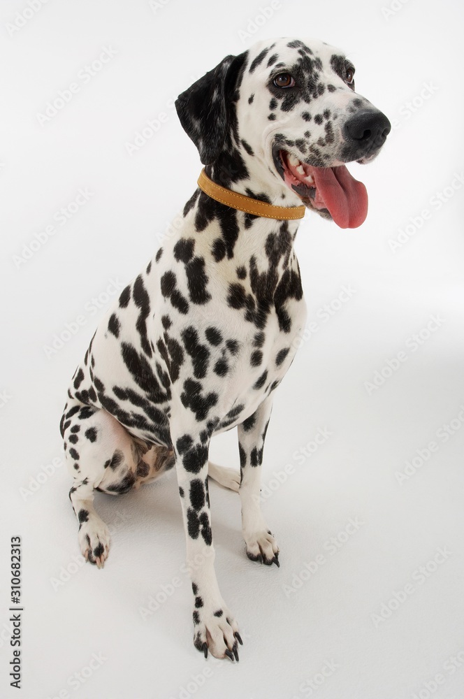 Dalmatian Sitting With Mouth Open