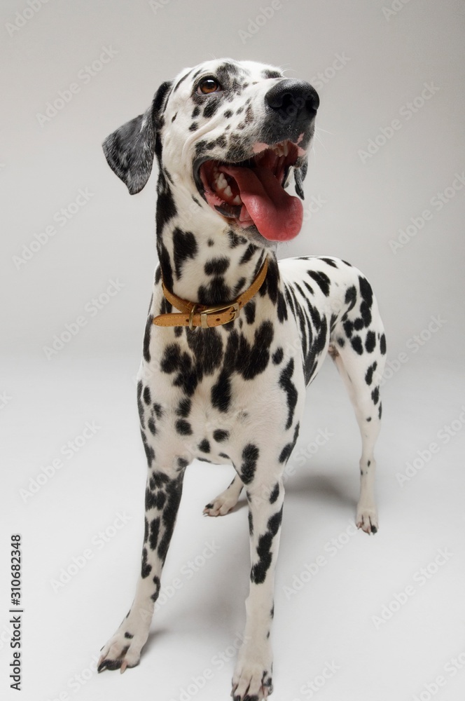 Dalmatian Looking Up With Mouth Open