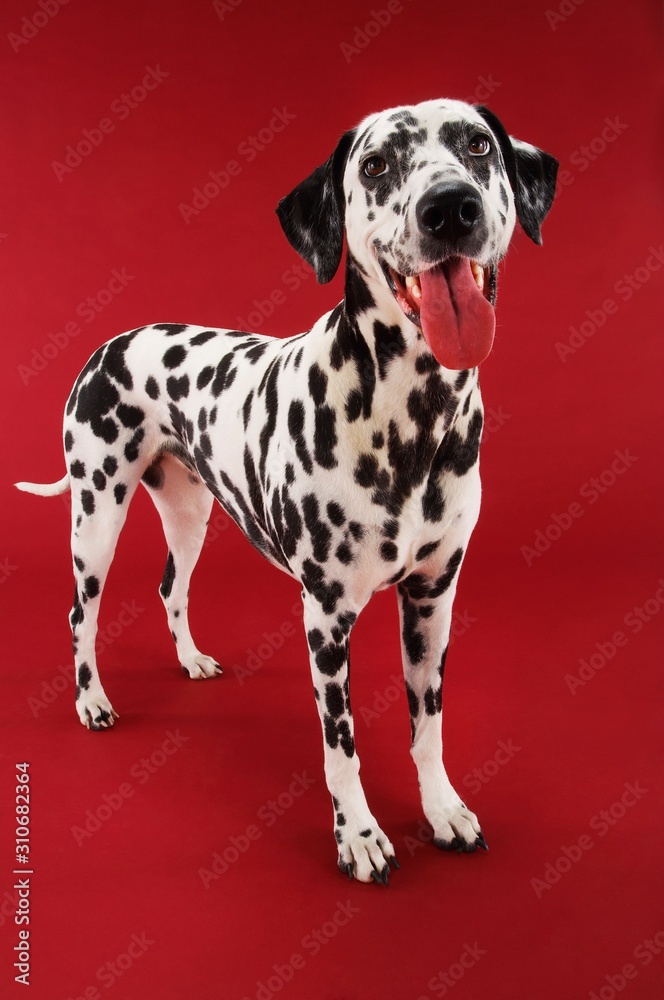 Dalmatian Standing With Mouth Open