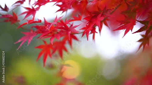 The natural texture of colorful maple leaves or Momijigari in autumn at Japan. Light sunset of the sun with dramatic yellow and orange sky. Image depth of field.