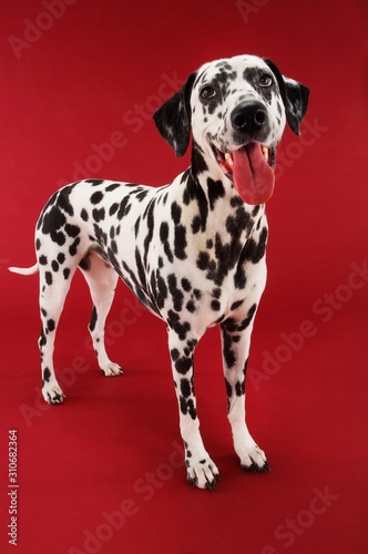 Dalmatian Standing With Mouth Open © moodboard