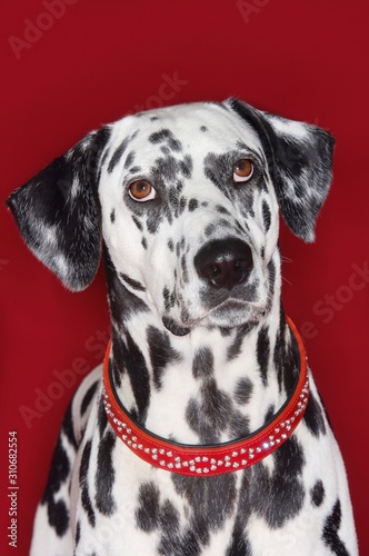 Closeup Portrait Of Dalmatian