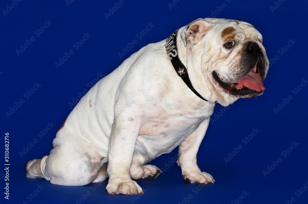 Side View Of British Bulldog Sitting