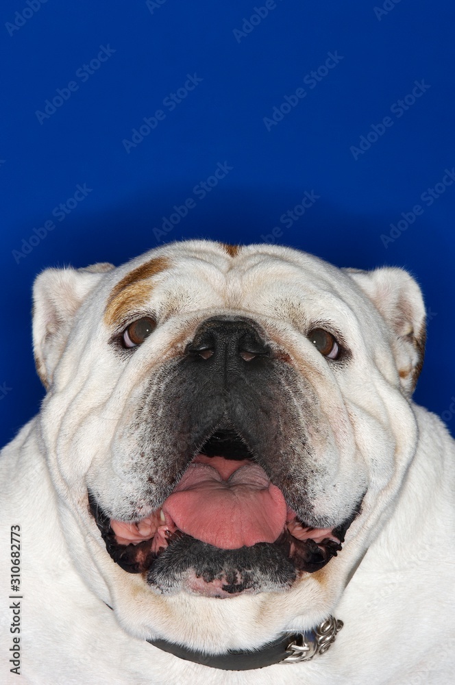 Closeup Of British Bulldog With Open Mouth