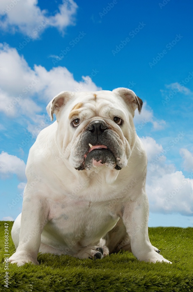 Bulldog Sitting On Grass Against Sky