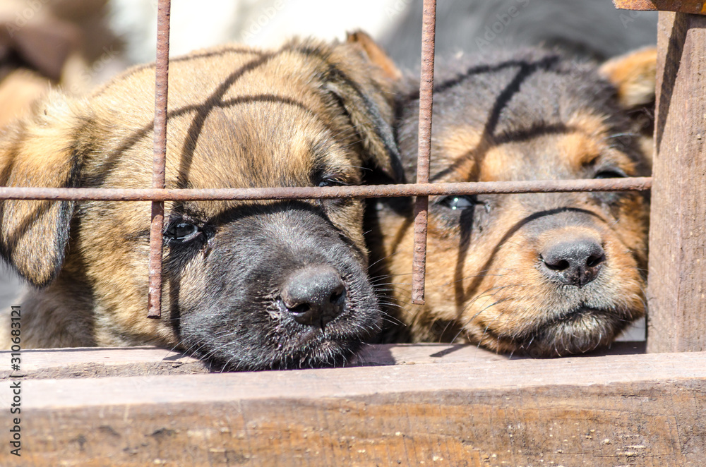 Obraz premium two purebred puppies behind bars in a shelter