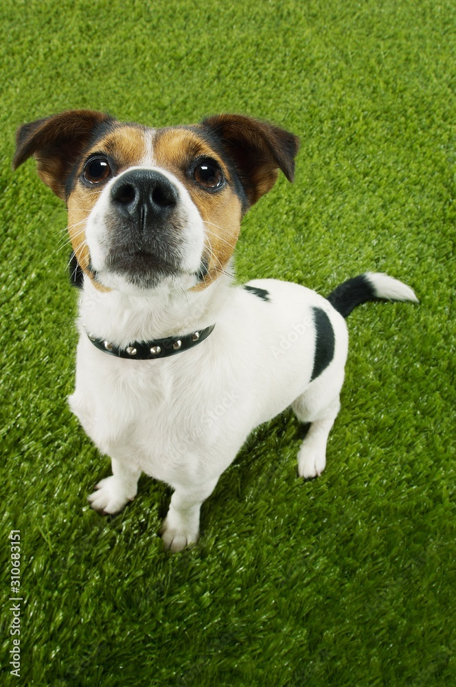 Portrait Of Jack Russell Terrier Standing On Grass