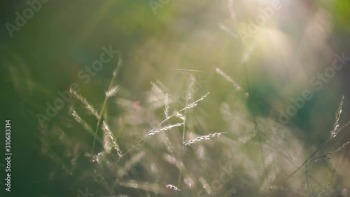 Beautiful meadow summer natural landscape with natural light sunset of the sun with dramatic yellow and orange sky. Outdoor travel on wild nature. Relax zone with fresh air and water.