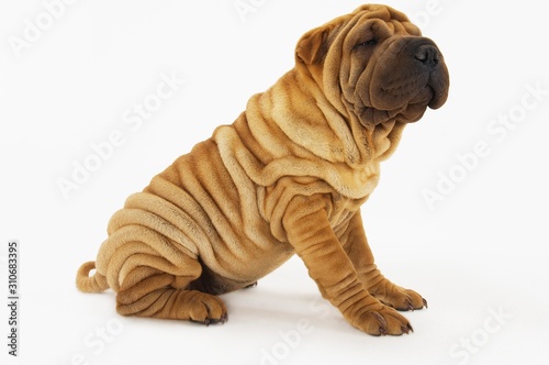 Side View Of Sharpei Sitting On White Background photo