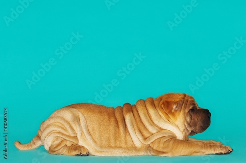 Side View Of Sharpei Sitting