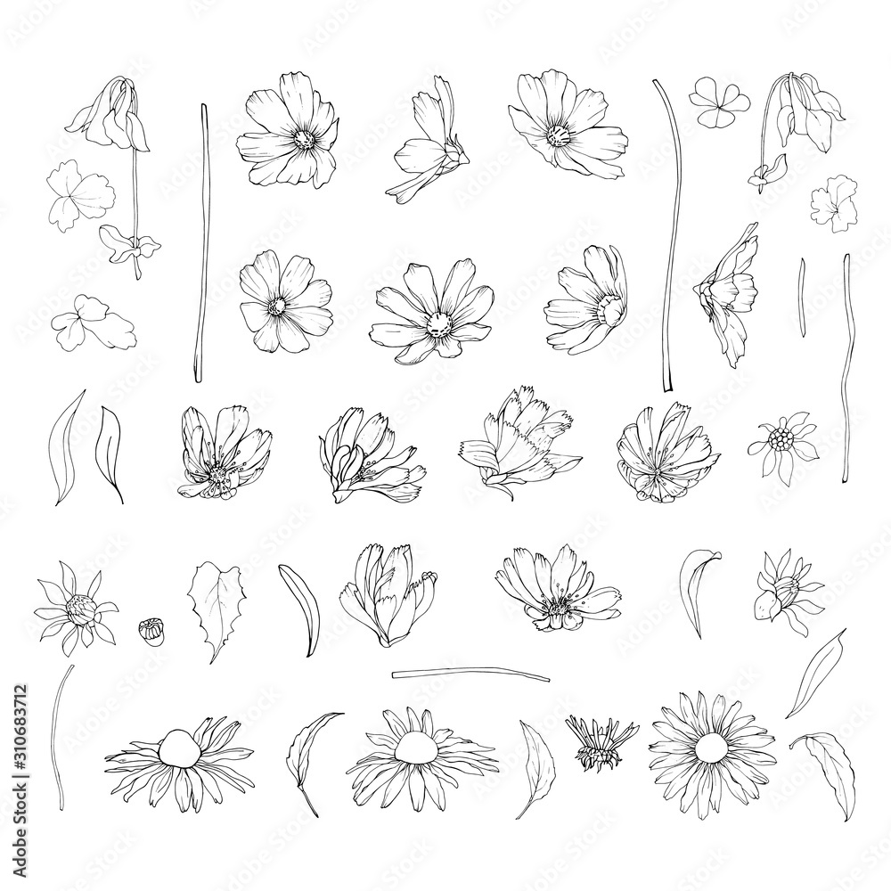 Set of contour wildflowers and leaves. Isolated on white. Cosmos flowers, chicory, echinacea purpurea. Hand drawn. Vector stock illustration.