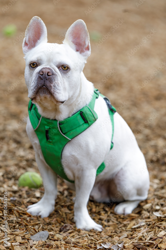 French Bulldog and Boston Terrier 75/25 Mix male. Off-leash dog park in Northern California.