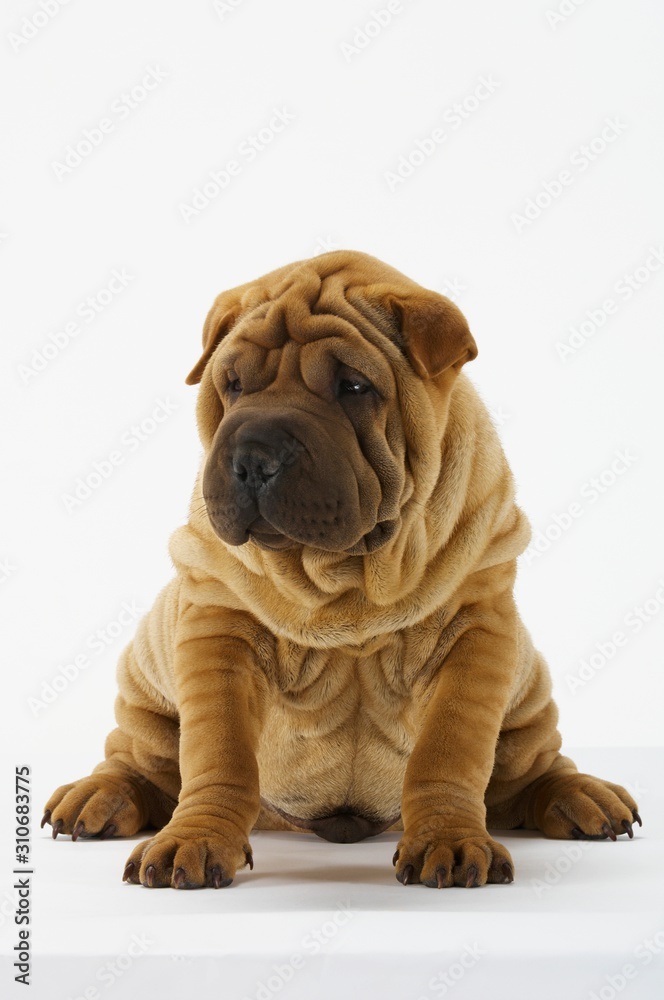 Sharpei Sitting Against White Background