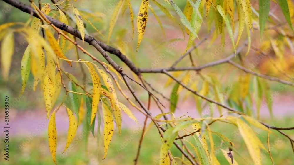 Autumn mood background from colorful leaves. Autumn leaves move from the wind, closeup, selective focus Slow motion