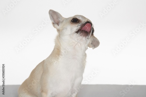 Chihuahua Looking Up And Licking Nose © moodboard