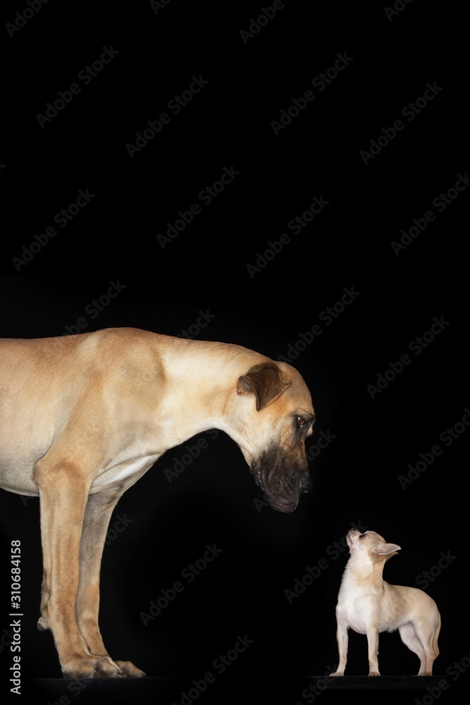 Fototapeta premium Side View Of Chihuahua And Great Dane
