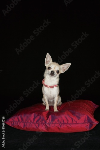 Chihuahua Sitting On Red Pillow