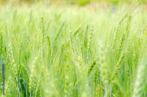 Barley grains green color in farm