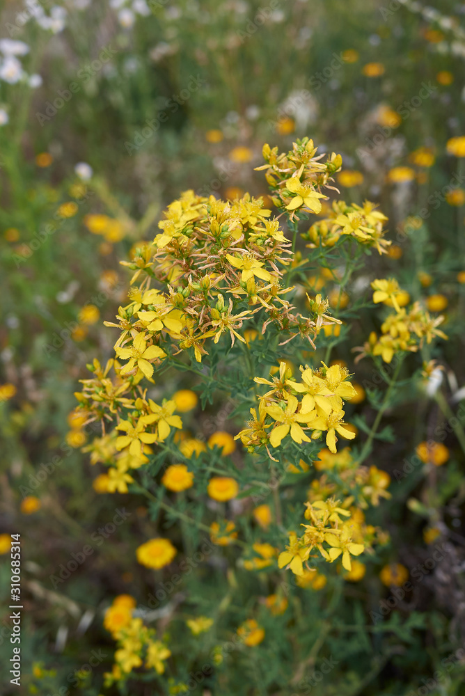 Obraz premium Hypericum perforatum