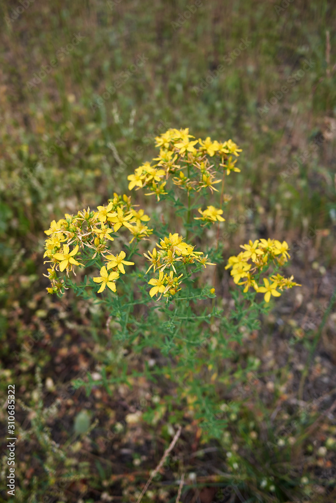 Hypericum perforatum