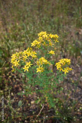 Hypericum perforatum