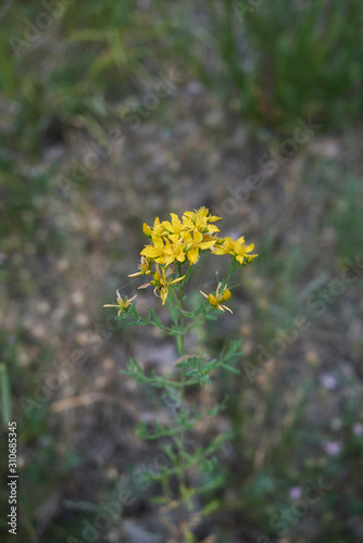 Hypericum perforatum