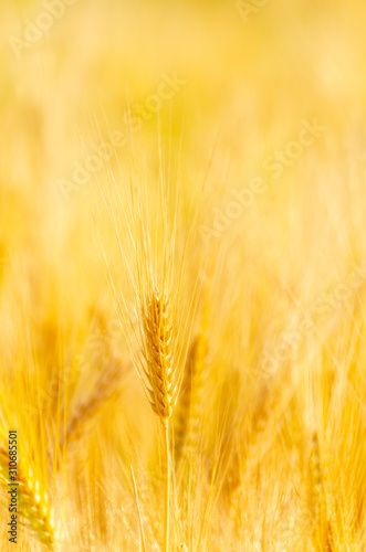 Barley in field conversion test at North Thailand rice golden color ear barley grain dry
