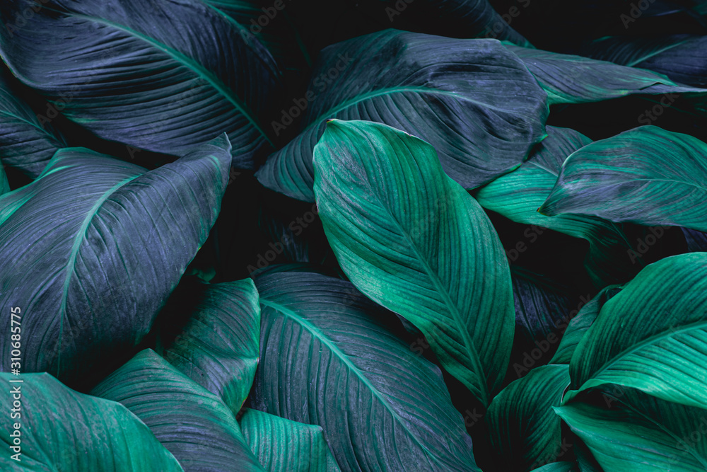 leaves of Spathiphyllum cannifolium, abstract green texture, nature background, tropical leaf