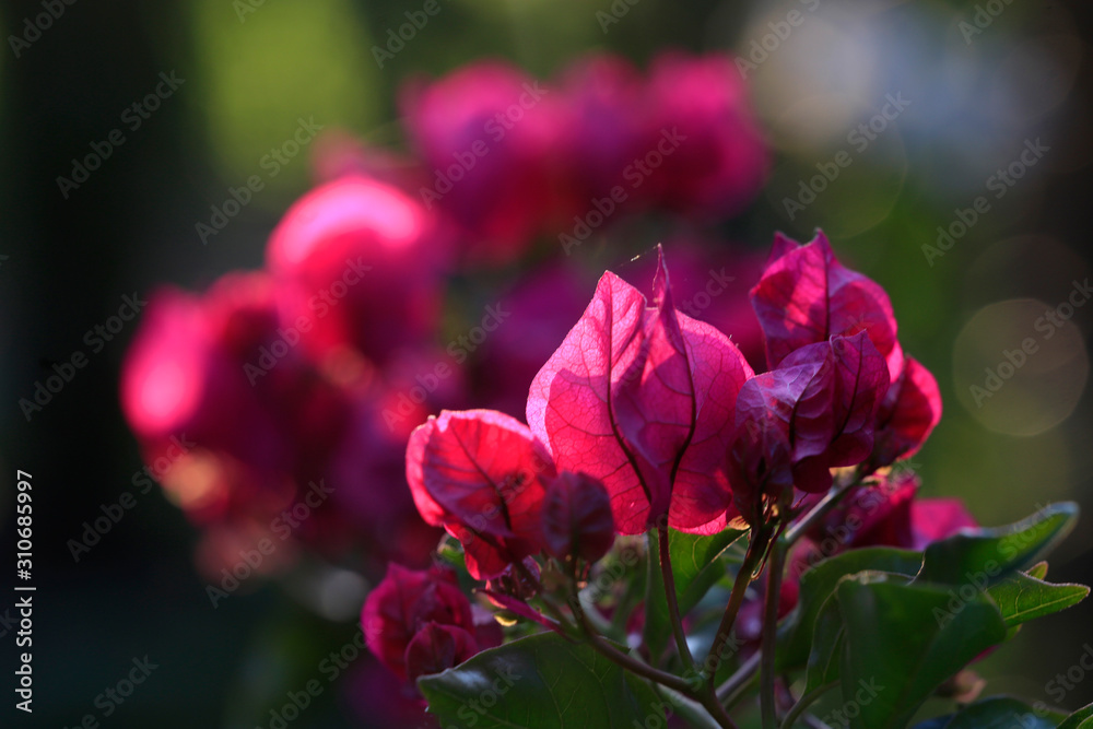 Fototapeta premium Bougainvillea Blüten in pink, Gegenlicht