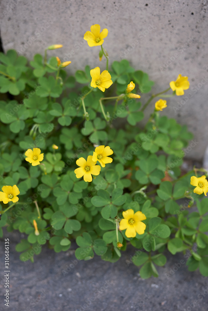 Obraz premium Oxalis dillenii