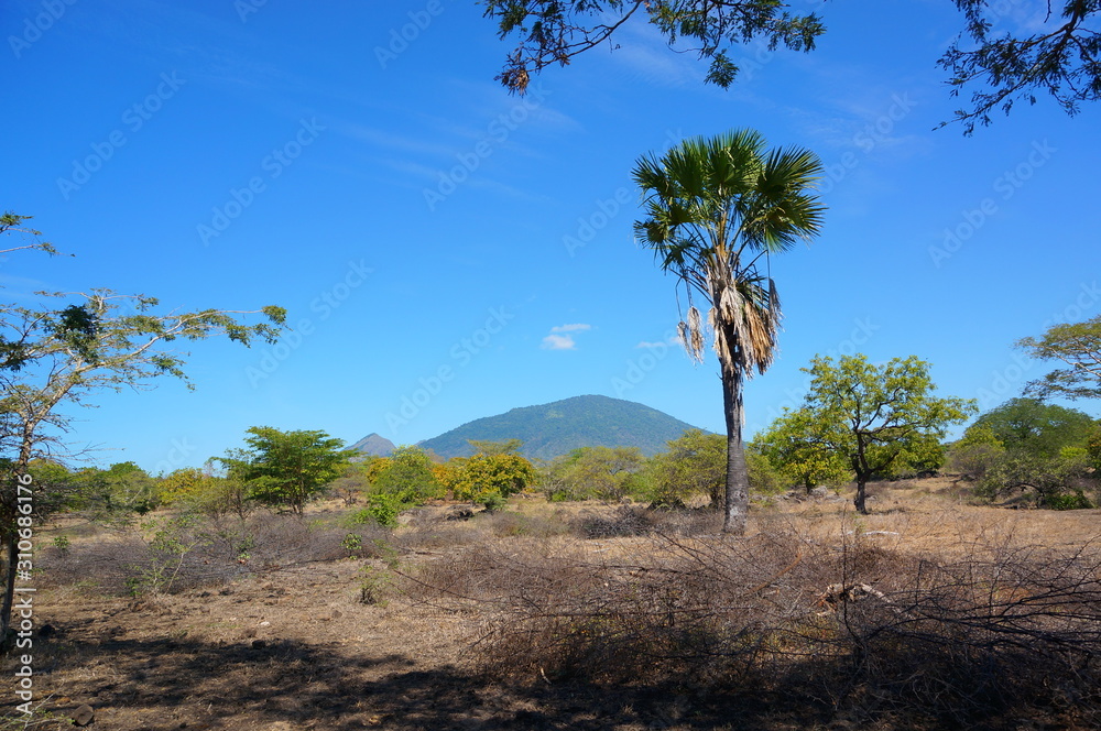 The savanna is dominated by dry grass and a few trees that spread wide with mountain and canyon background, it can be seen that some savanna inhabitants are looking for food. The savanna is dominated by dry grass and a few trees that spread wide with mountain and canyon background, it can be seen that some savanna inhabitants are looking for food.