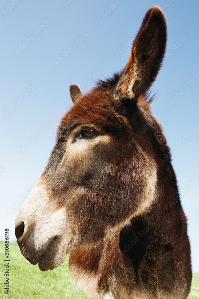 Fototapeta premium Closeup Of Brown Donkey In Field