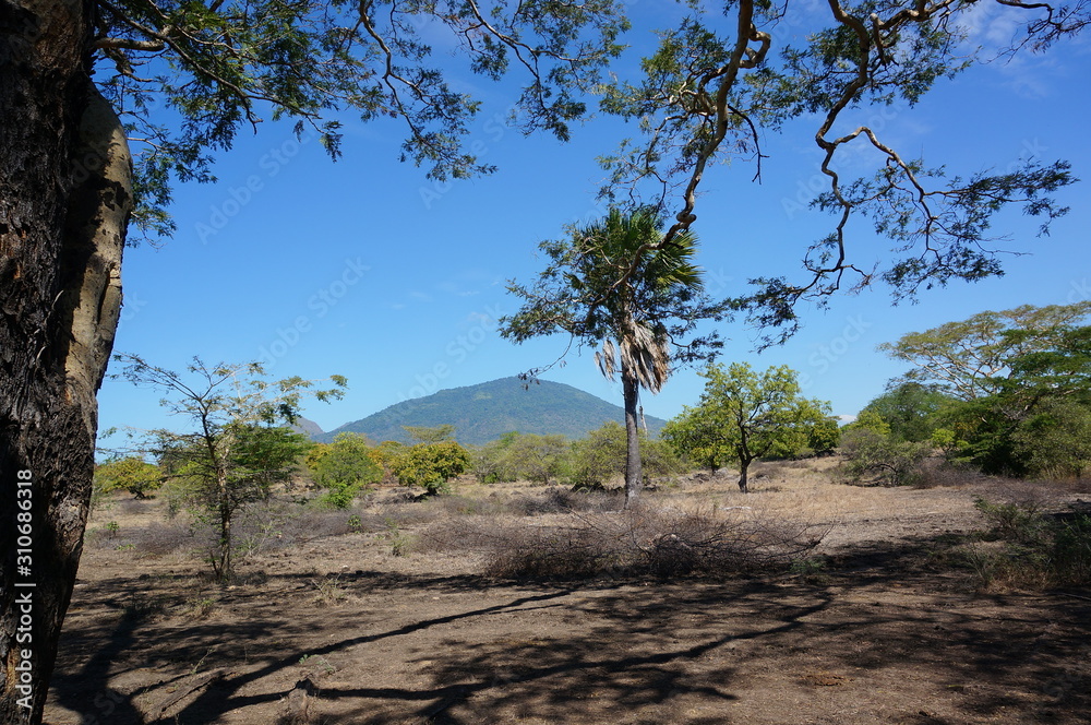 The savanna is dominated by dry grass and a few trees that spread wide with mountain and canyon background, it can be seen that some savanna inhabitants are looking for food. The savanna is dominated by dry grass and a few trees that spread wide with mountain and canyon background, it can be seen that some savanna inhabitants are looking for food.