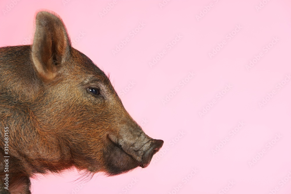 Side View Of Brown Pig Side View Of Brown Pig