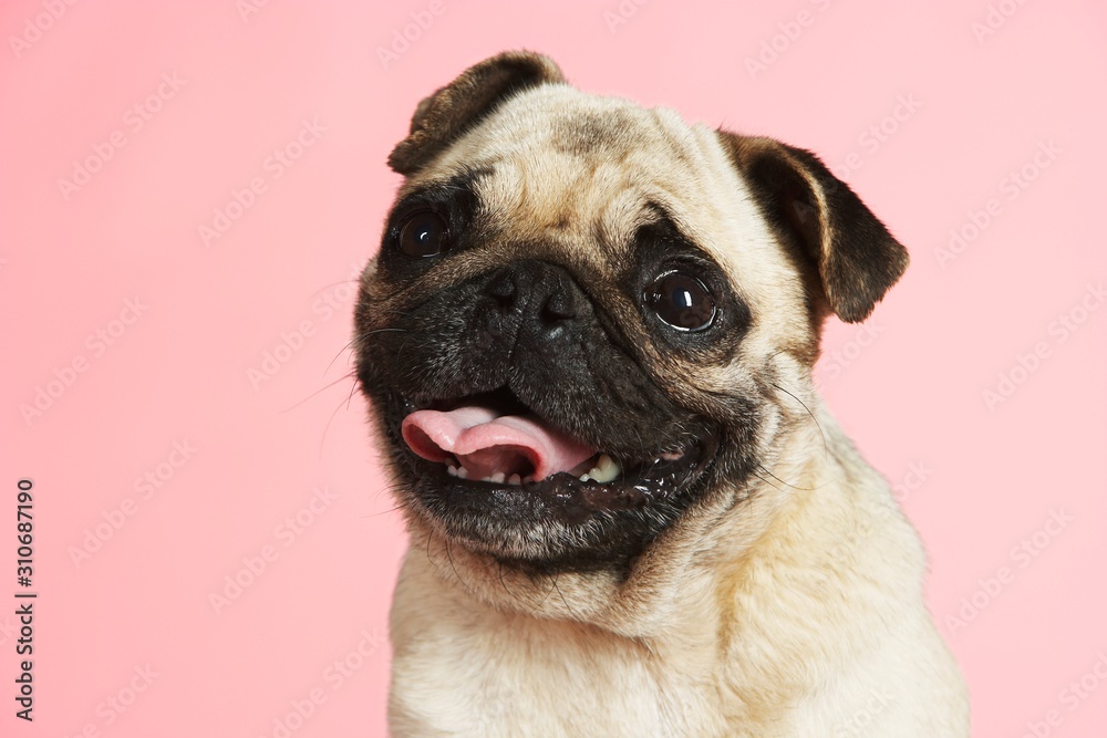 Obraz premium Pug On Pink Background