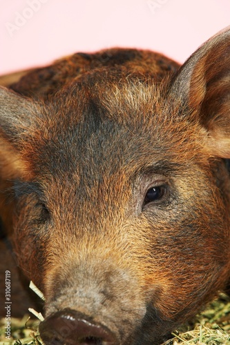 Wallpaper Mural Closeup Of Brown Pig Torontodigital.ca
