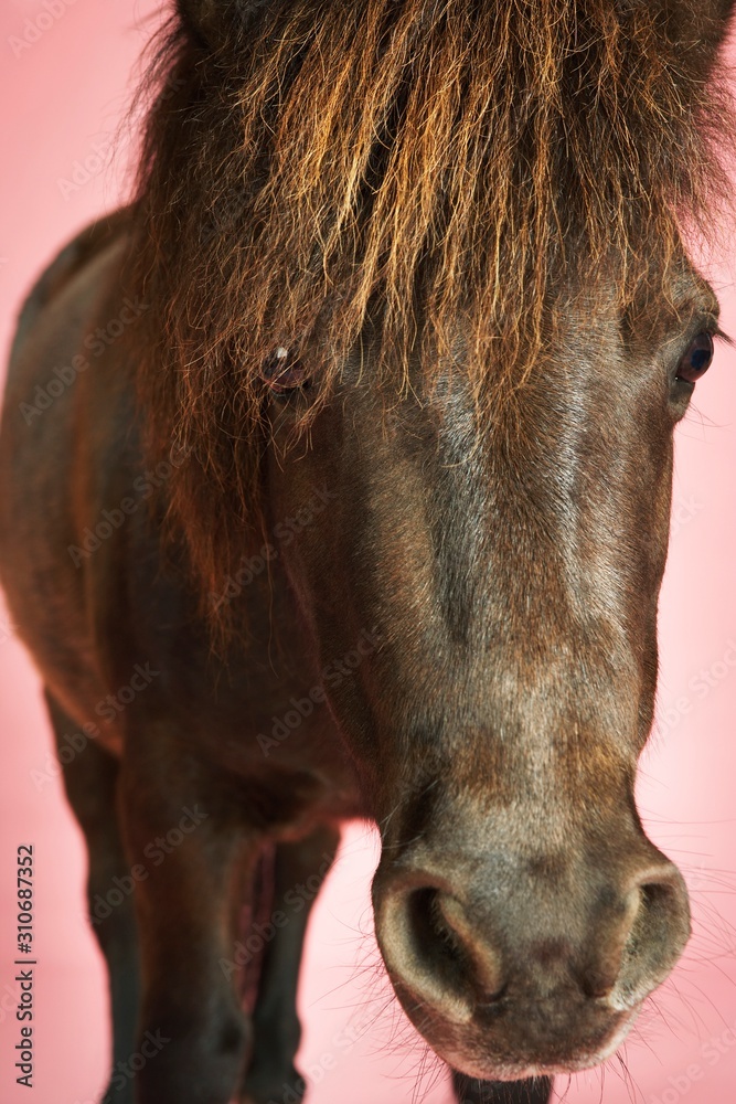 Brown Horse On Pink Background