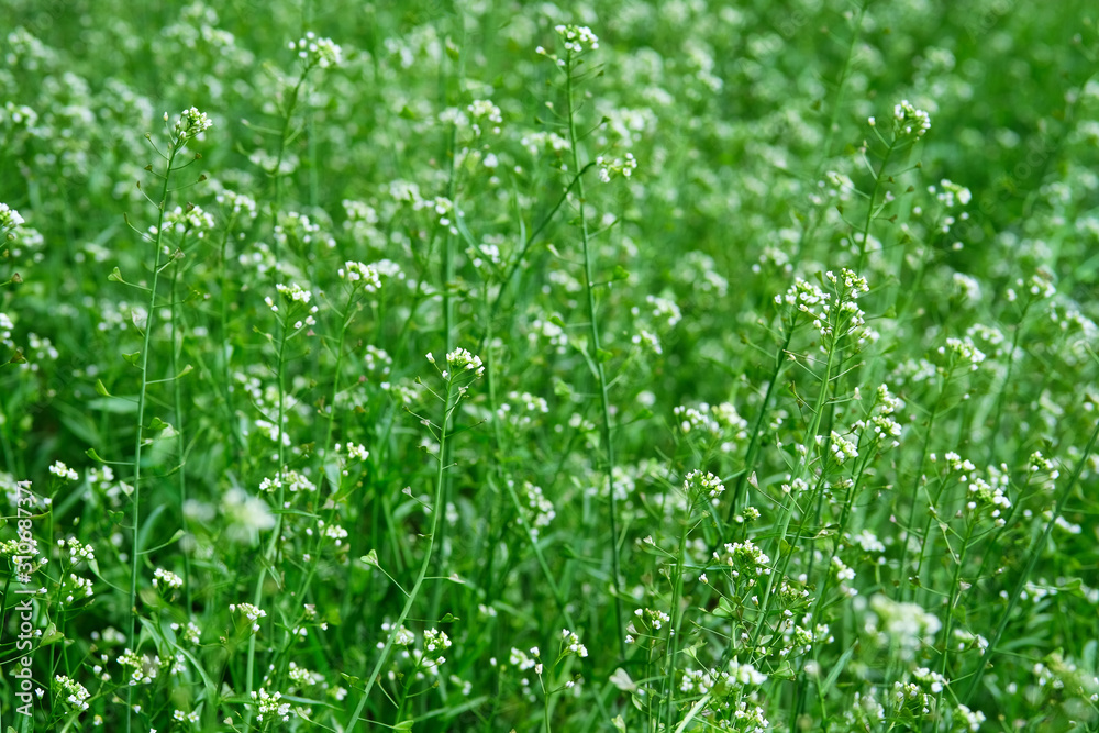 Capsella flowers on green nature blurred background on meadow. Bright wild flowers for herbal medicine. Medicinal herb. Capsella flowers on green nature blurred background on meadow. Bright wild flowers for herbal medicine. Medicinal herb.