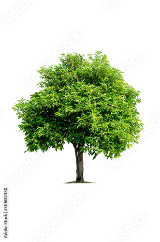 Tropical tree isolated on white background