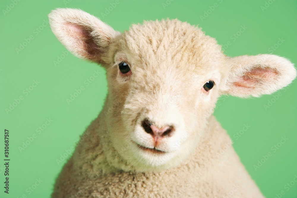 Lamb Against Green Background