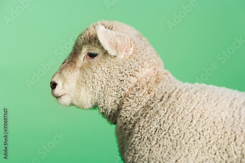 Lamb Against Green Background photo