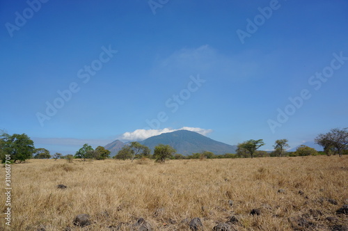 The savanna is dominated by dry grass and a few trees that spread wide with mountain and canyon background  it can be seen that some savanna inhabitants are looking for food.