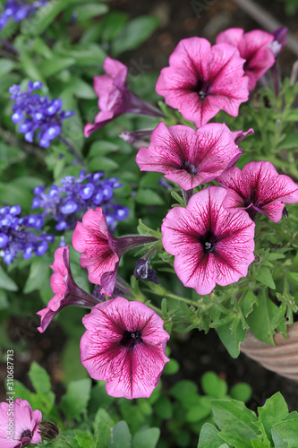 Petunien (Petunia) und Ziersalbei im Blumenbeet