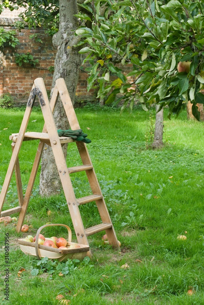 Ladder and Basket of Apples