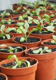 Seedlings In Plant Pots